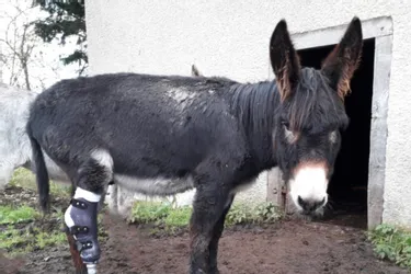 Après la mobilisation d'internautes, Botter, un âne amputé d'une jambe, a retrouvé une prothèse, à Ambert (Puy-de-Dôme)