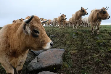 Des éleveurs de l'Allier, du Puy-de-Dôme et du Cantal victimes d'un réseau de trafic d'animaux vers la Belgique