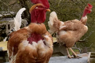 Les particuliers n’échappent pas aux mesures contre la grippe aviaire
