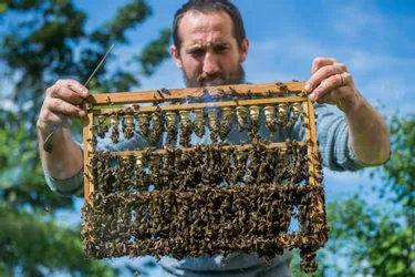 Le miel sera rare cet été dans le Puy-de-Dôme : rencontre avec un apiculteur à Saint-Maurice-ès-Allier