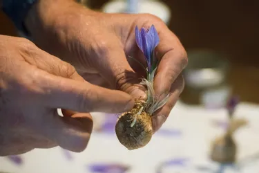 Ce safran du Puy-de-Dôme qui se vend 25.000 € les 100 grammes