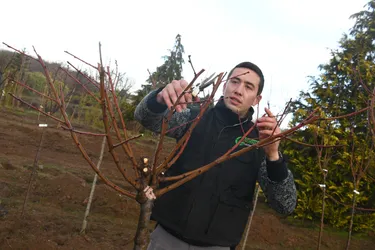 Comment récolter de bonnes prunes et pêches en Creuse