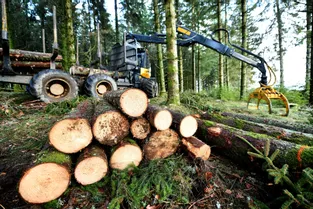 Malforestation : les forêts françaises en danger ?