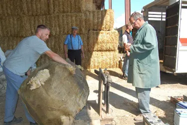 Plus de deux tonnes de laine ont été récoltées à Lezoux