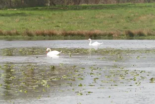 Deux cygnes sur l'étang !