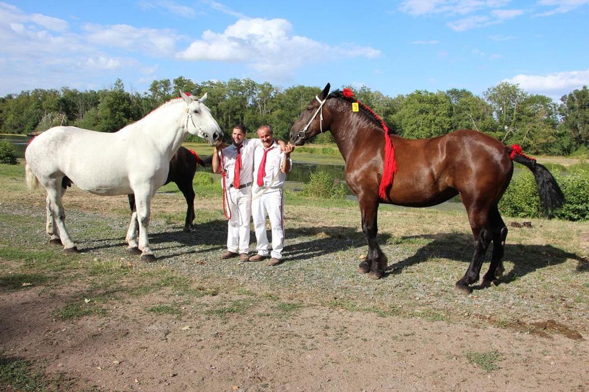 CHEVAUX PLAQUE CONCOURS HIPPIQUE 3eme prix Coupe Nationale