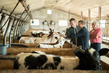 Un remède made in Auvergne pour dire adieu aux antibiotiques dans l'élevage