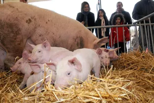 La Mangona, fête du cochon, a lieu ce dimanche 1er mars à Laroquebrou (Cantal)