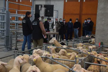 Vendredi 26 mars, le premier concours des agneaux au marché au cadran a été une belle réussite