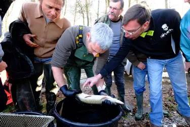 Les pêcheurs de l'Allier lancent une étude sur les carnassiers