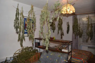 Un appartement entier dédié à la culture du cannabis