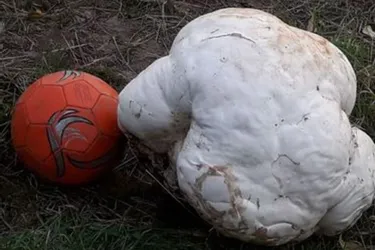 Un champignon de 11 kilos découvert à Saint-Amand : record pulvérisé en Creuse ?