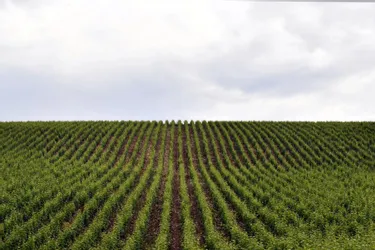 Des entreprises vitivinicoles de Gironde recherchent des apprentis