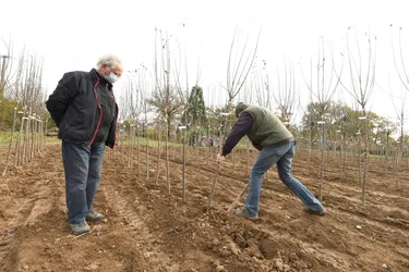 Les pommes de Creuse, un « patrimoine immense au niveau de l'arboriculture française »