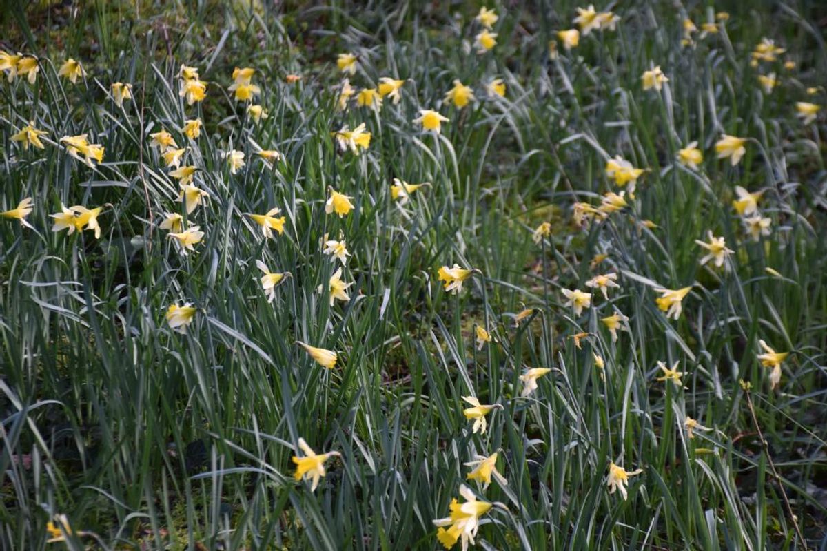 La jonquille, cette fleur sauvage à cueillir avec modération - L’Éveil