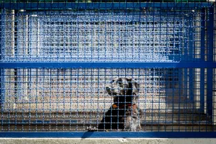 Deux chiens abandonnés sans eau ni nourriture dans une maison à Montluçon (Allier) : « Les chroniques de la maltraitance ordinaire » pour une enquêtrice de la SPA