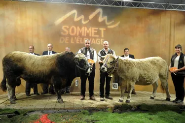 Fièvre catarrhale dans l'Allier : le président du Sommet de l'élevage inquiet