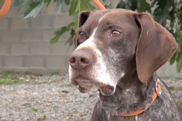 Depuis 9 mois, le chien Diablo attend d'être adopté à l'APA du Puy-de-Dôme