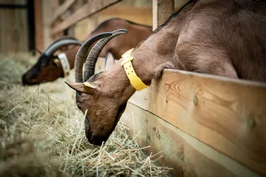 Et si vous faisiez cadeau de votre sapin de Noël à un élevage de chèvres de la région de Montluçon ?