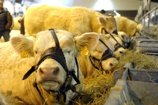 Les bovins en compétition au parc des expos de Moulins