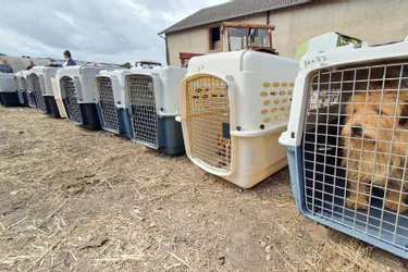 Dans la Loire, sept chiens sauvés d’une mort certaine par l’APA du Puy-de-Dôme