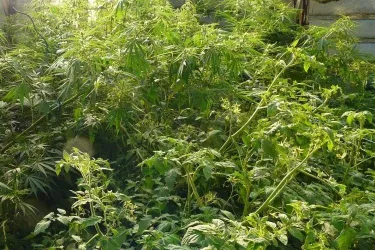 Le trentenaire cultivait du cannabis pour décrocher des drogues plus dures