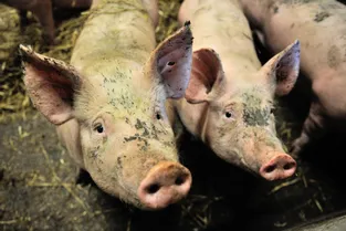 Un incendie tue 19 porcs dans le Cantal