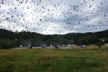 Grand lâcher de pigeons aux Rivières à Treignac