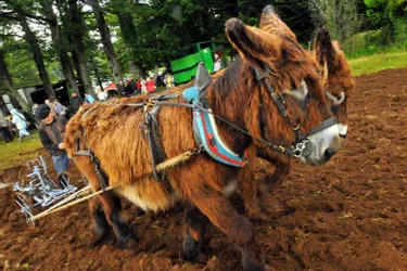 La cinquième édition de la Fête de l’âne aura lieu dimanche, toute la journée, au lac de Bournazel