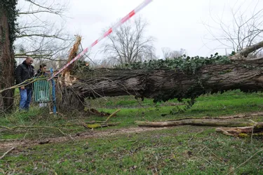 Tempête Eleanor : des arbres déracinés, une toiture arrachée dans le secteur de Moulins