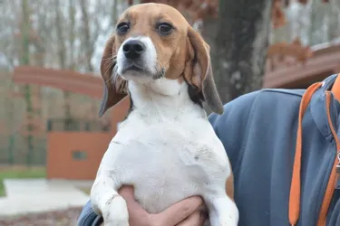 Dix chiennes beagles issus de laboratoires proposées au public