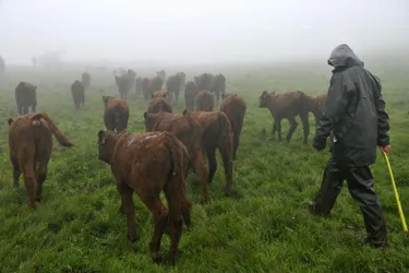 Les éleveurs du Puy-de-Dôme en difficulté