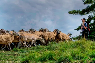 Au puy de Marmant à Veyre-Monton (Puy-de-Dôme), les brebis participent à la préservation de la réserve naturelle