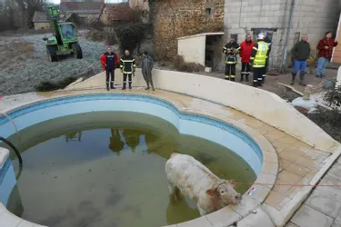 Au matin, ils découvrent une vache dans leur piscine