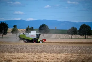 Cette année à nouveau, une mauvaise récolte pour les blés dans le Puy-de-Dôme