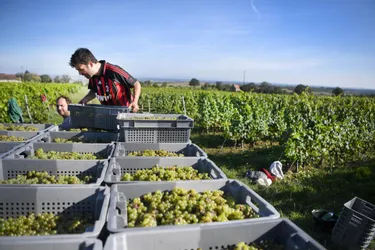 Après une année douchée par les intempéries, les vendanges s'annoncent maigres dans le vignoble de Saint-Pourçain (Allier)