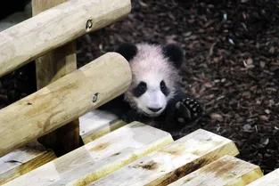 Vivez la première sortie publique du petit panda [en vidéos]