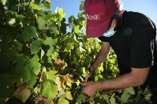 Comment le réchauffement climatique va changer le visage de la viticulture en Auvergne