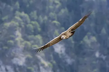 Vrai/Faux : qui sont vraiment les vautours fauves qui ont été observés en Corrèze début juillet