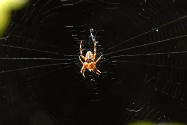 Dordogne : un accident de la route provoqué par une araignée