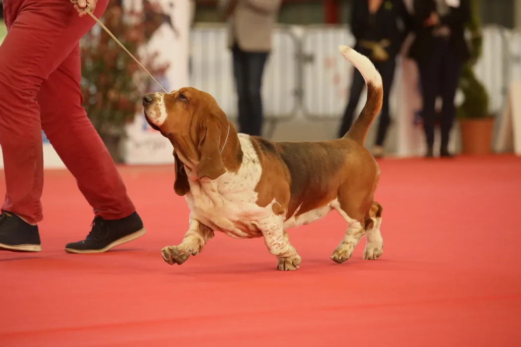 La grande première de l'expo canine internationale de Limoges les 13 et ...