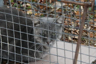 Des chats capturés, stérilisés, et relâchés à Bressolles (Allier)
