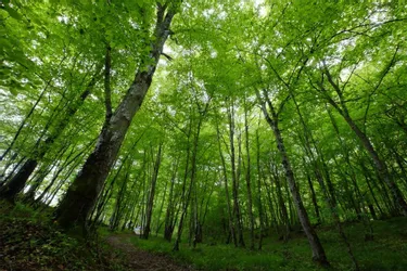 Une plateforme auvergnate pour gérer sa forêt en quelques clics