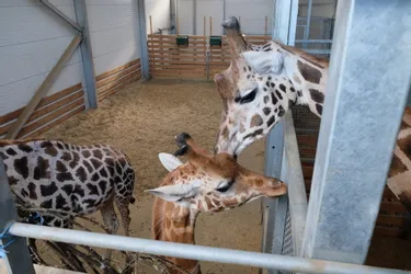 La girafe Mamaki est arrivée au parc animalier d'Ardes-sur-Couze (Puy-de-Dôme)