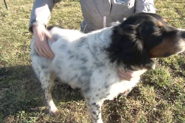 Joli coeur, chien de 7 ans est à adopter à l'APA du Puy-de-Dôme