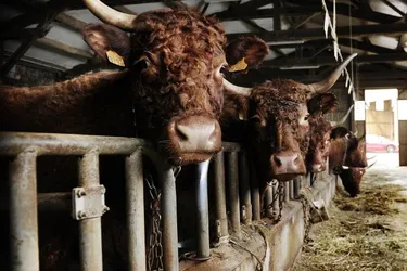 La contention bovine en élevage biologique est interdite sans possibilité de dérogation