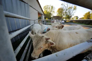 Fièvre catarrhale ovine : suppression des "périmètres interdits"