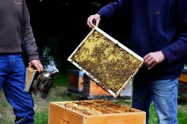 Les apiculteurs de la Corrèze ont le bourdon : la récolte 2021 de miel a chuté en moyenne de 60 %