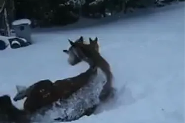 Insolite: un cheval se vautre dans la neige fraîche tombée dans le Cantal