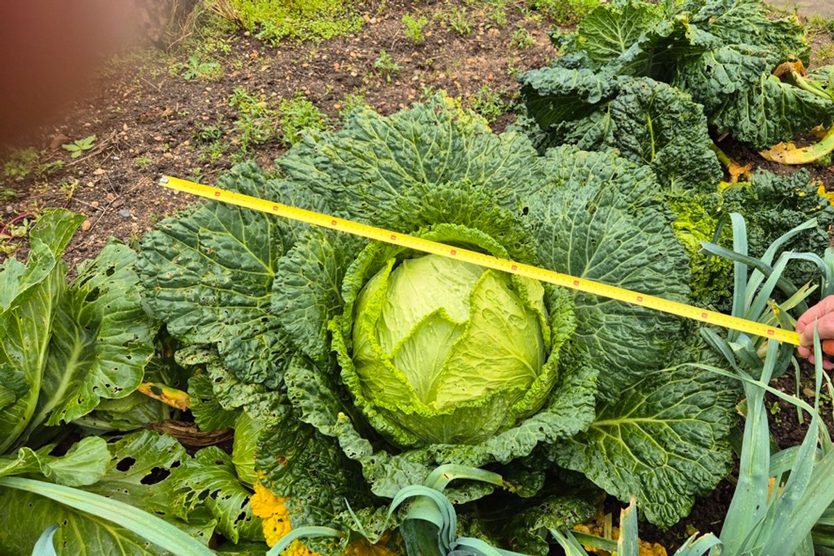 Un géant vert dans le potager - La Montagne